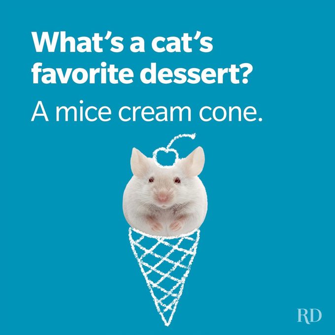 Cat Jokes 2 Gettyimages 182667431 1