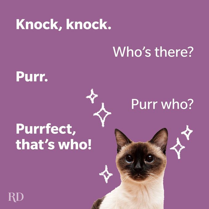 Cat Jokes 3 Gettyimages 184885942 1