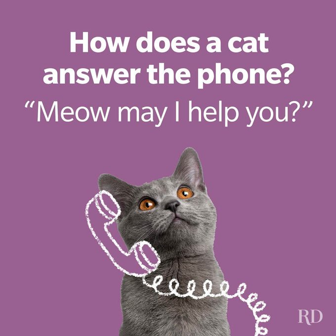 Cat Jokes 5 Gettyimages 113183515 1
