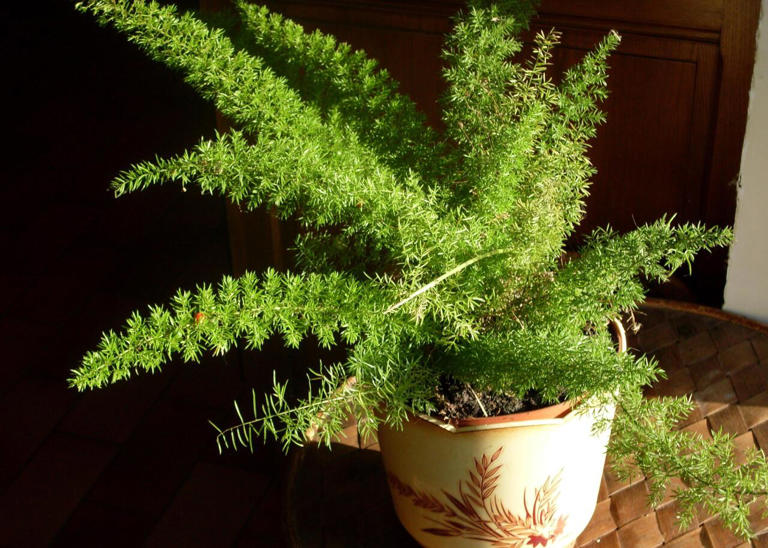 The 20 easiest houseplants to keep alive