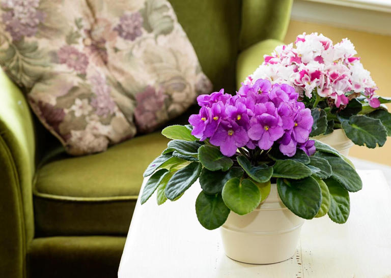 The 20 easiest houseplants to keep alive