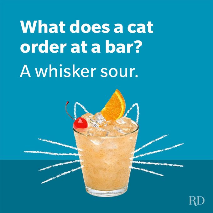 Cat Jokes 4 Gettyimages 679762388 1