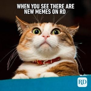 60 Cat Jokes That Will Have You in Hiss-terics