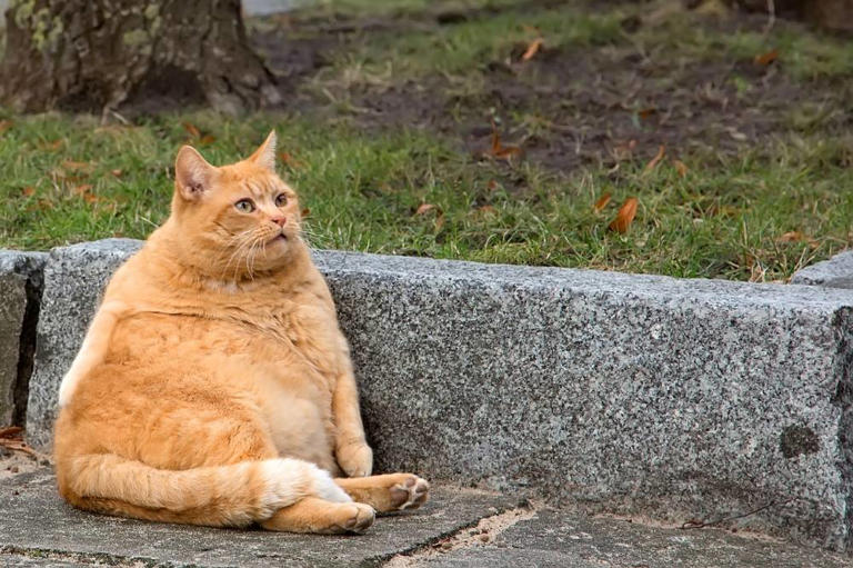Is your cat overweight? Vets warn of rising cat obesity