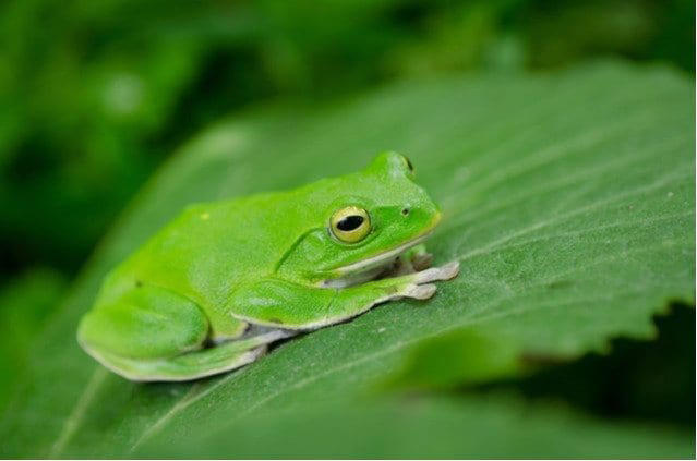 「二ホンアマガエル」は東日本と西日本で別種だった！ 2種の見分け方と、見つけやすい“穴場”を解説