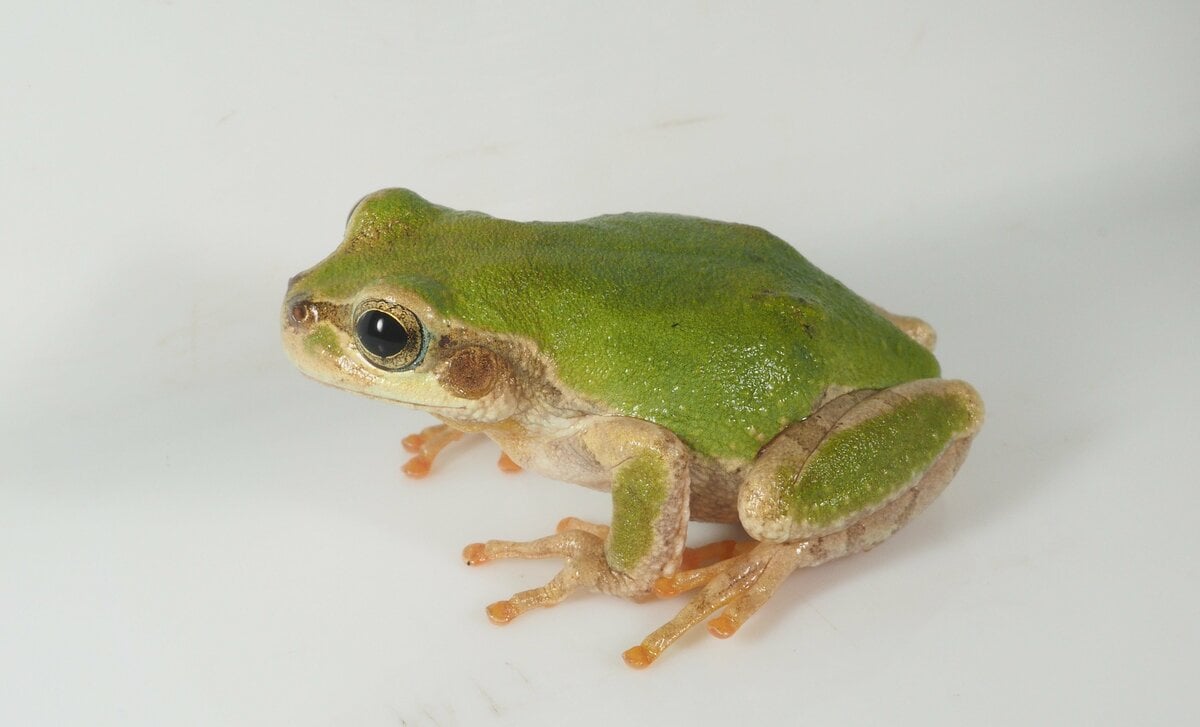 ニホンアマガエル」は東日本と西日本で別種だった！ 2種の見分け方と