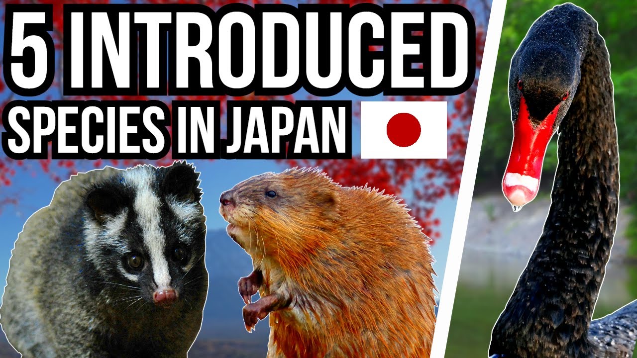 5 Invasive And Introduced Species In Japan