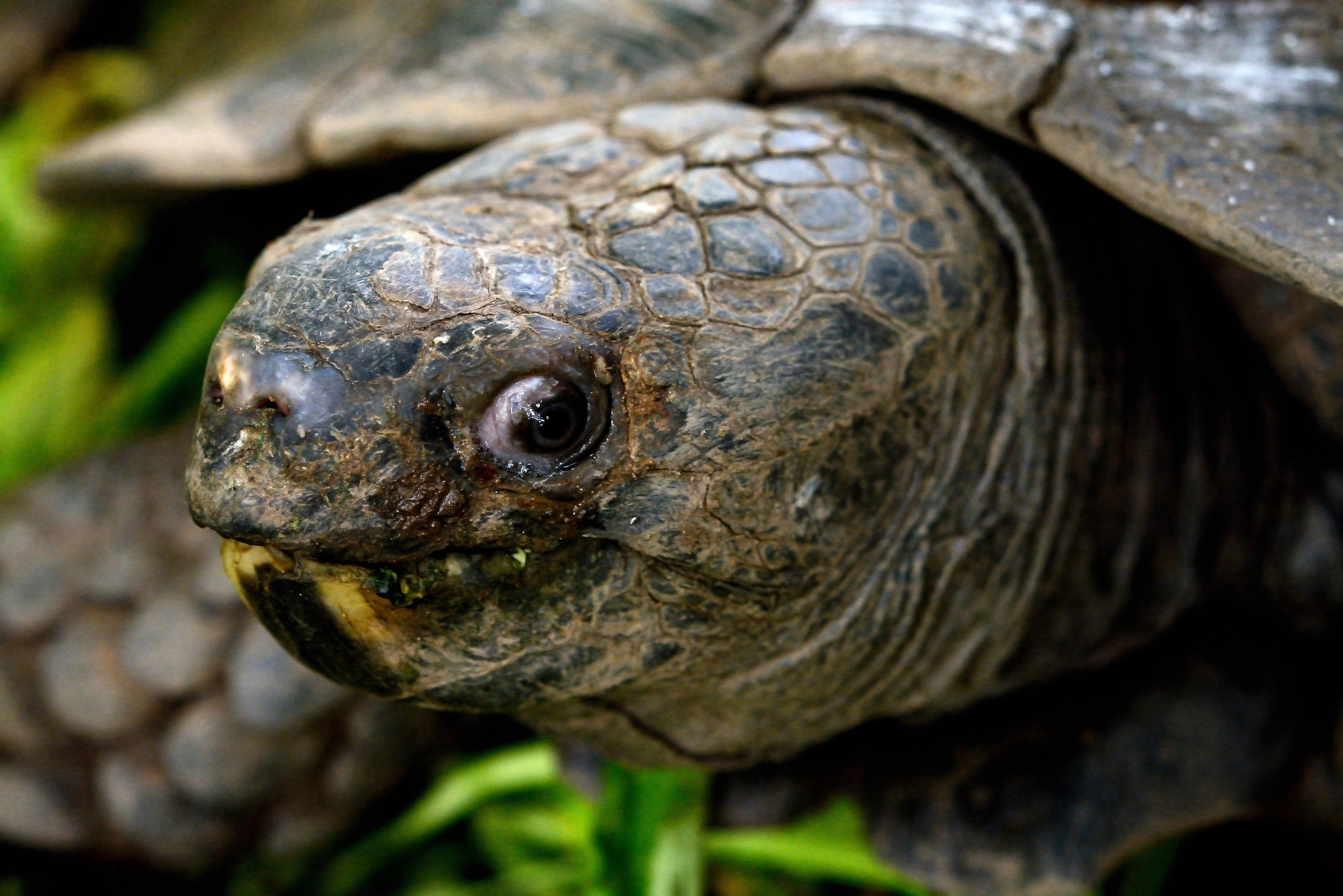 16 Animals That Can Live Unusually Long