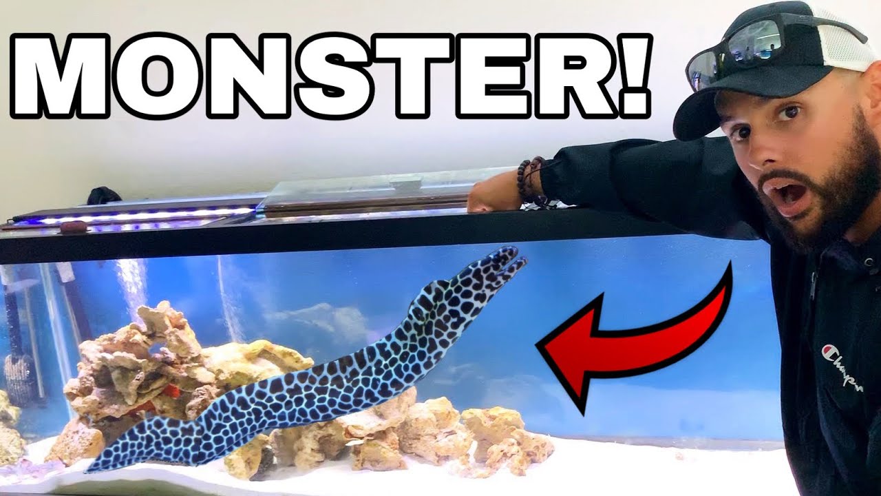 Aquarium sea monster pet caught eating on camera!!