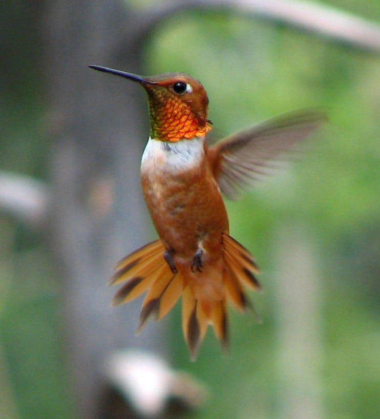 When is it time to stop feeding hummingbirds in SC? Hummingbird ...