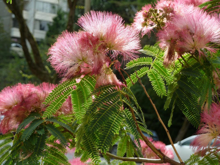 Learn How to Grow the Pretty Pink Mimosa Trees From Seeds
