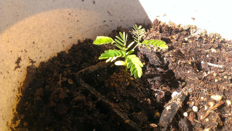 Learn How to Grow the Pretty Pink Mimosa Trees From Seeds