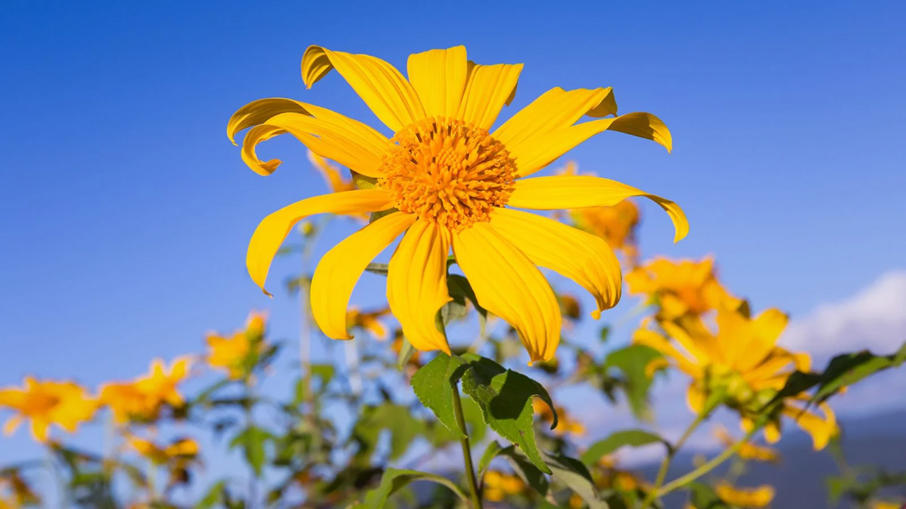 9 Yellow Flowers For A Gorgeous Fall Garden