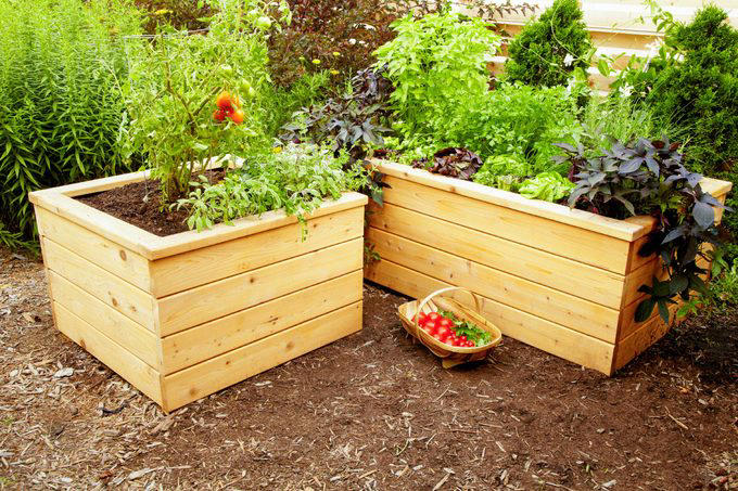 Self Watering Tomato Planter