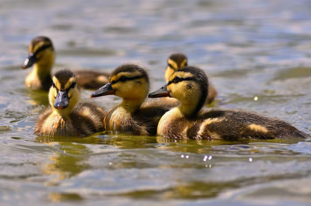 Kenali Duck Syndrome dan Atasi dengan Efektif untuk Kesehatan Mental Mahasiswa