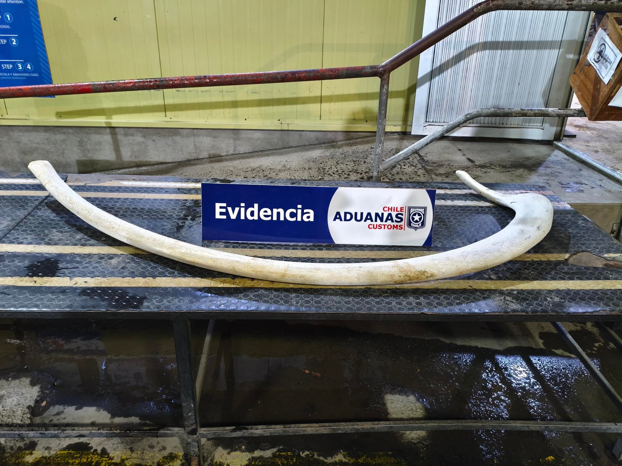 Aduanas incauta costilla de ballena en paso fronterizo Cardenal Samoré ...