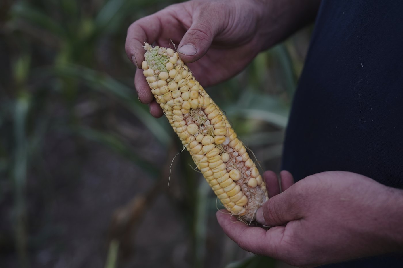 Les agriculteurs de maïs peinent face aux changements climatiques