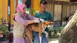 Panik! 10 Warga Terkena Gigitan Anjing Rabies, Pemkab Padang Pariaman Tanggap Cepat