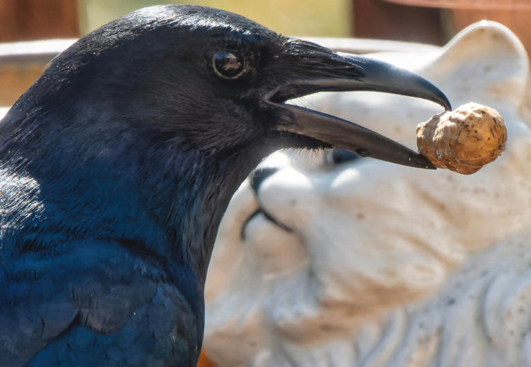 How to Attract Crows to Your Yard: 11 Methods That Work