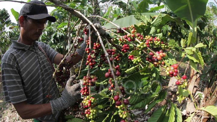Peluang Kopi Membawa Kesejahteraan Petani