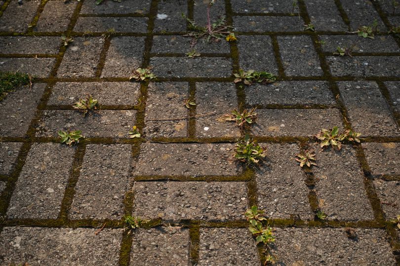 Expert says 'pouring boiling water' on weeds can kill them 'permanently'