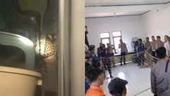 Macan Tutul Muncul di Kantor Desa Kuningan: Diduga Suara Hantu dan Kucing