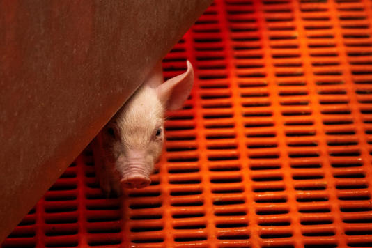 A young genetically altered pig looks out from a warming box in its pen at Revivicor Research farm in Blacksburg, Virginia