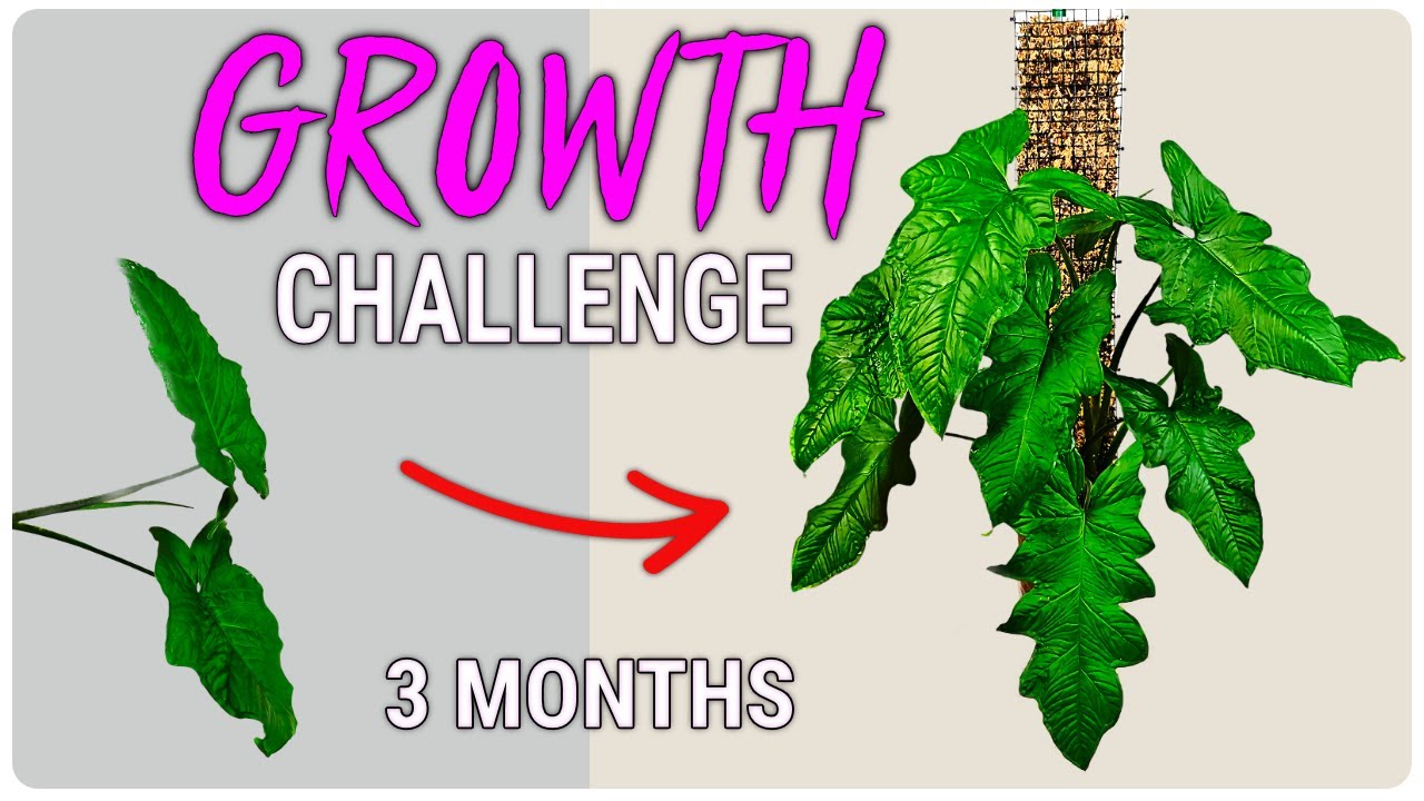 Watch This Syngonium Plant Transform in 100 Days You Won’t Believe