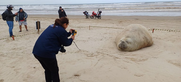 Homem é multado após importunar elefante-marinho em praia de SC
