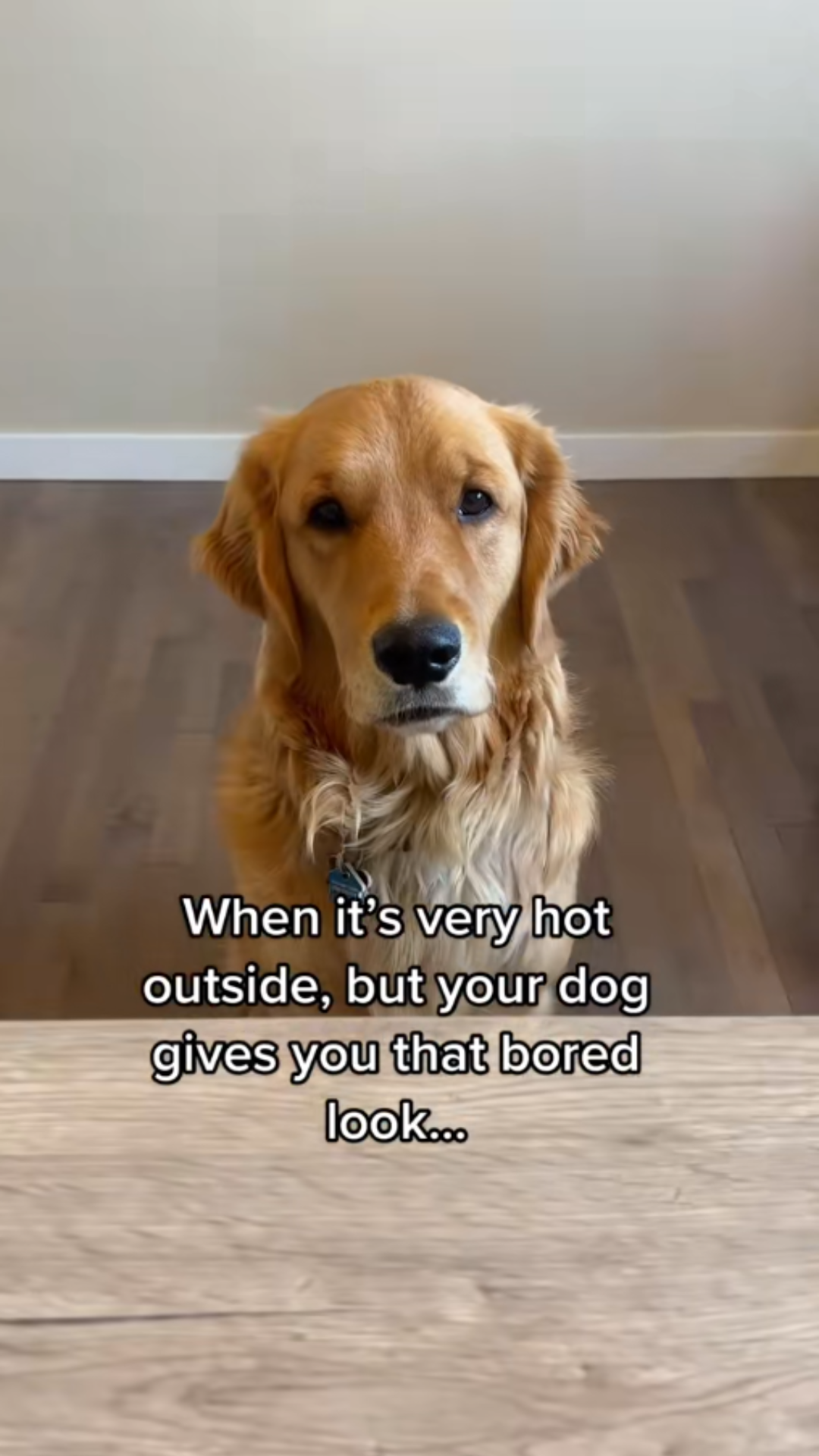 The Must-Have Essential Every Dog Deserves on Hot Days