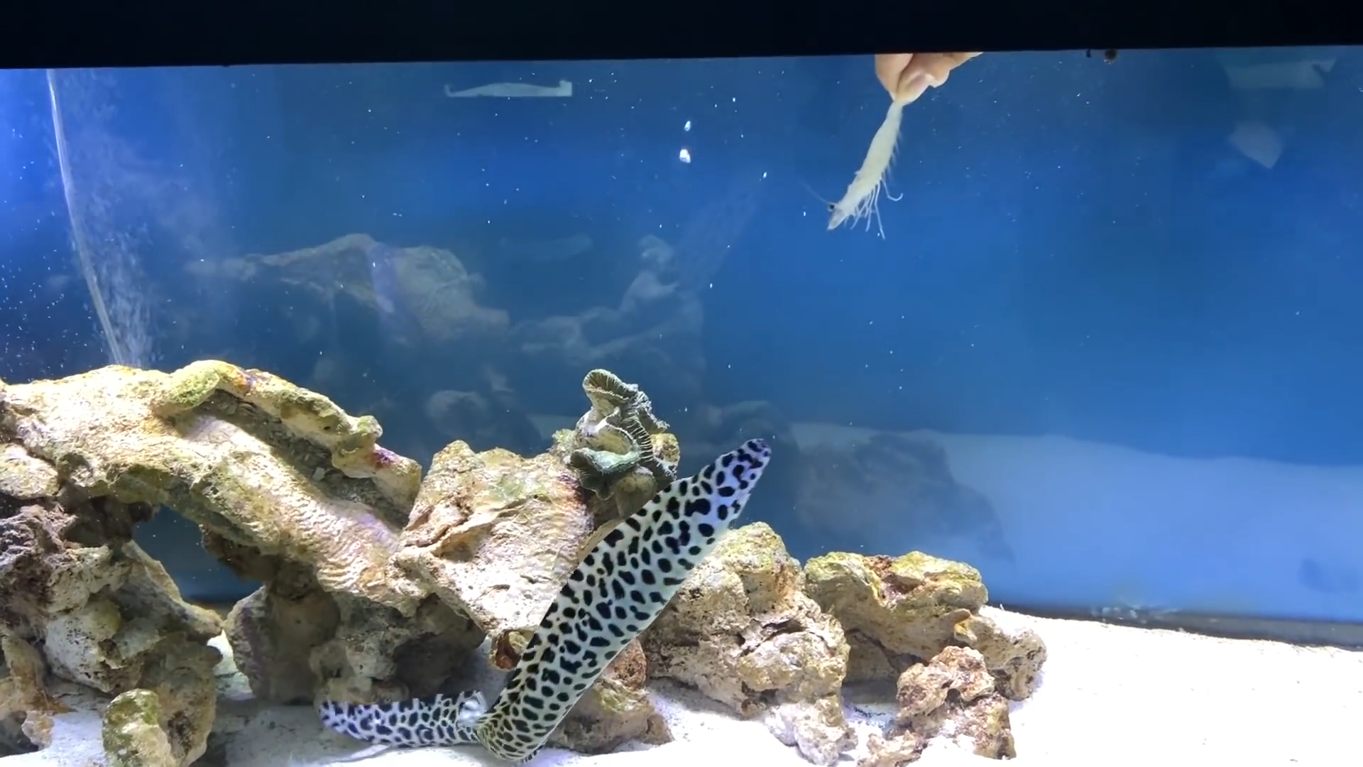 Aquarium Sea Monster Caught Eating On Camera