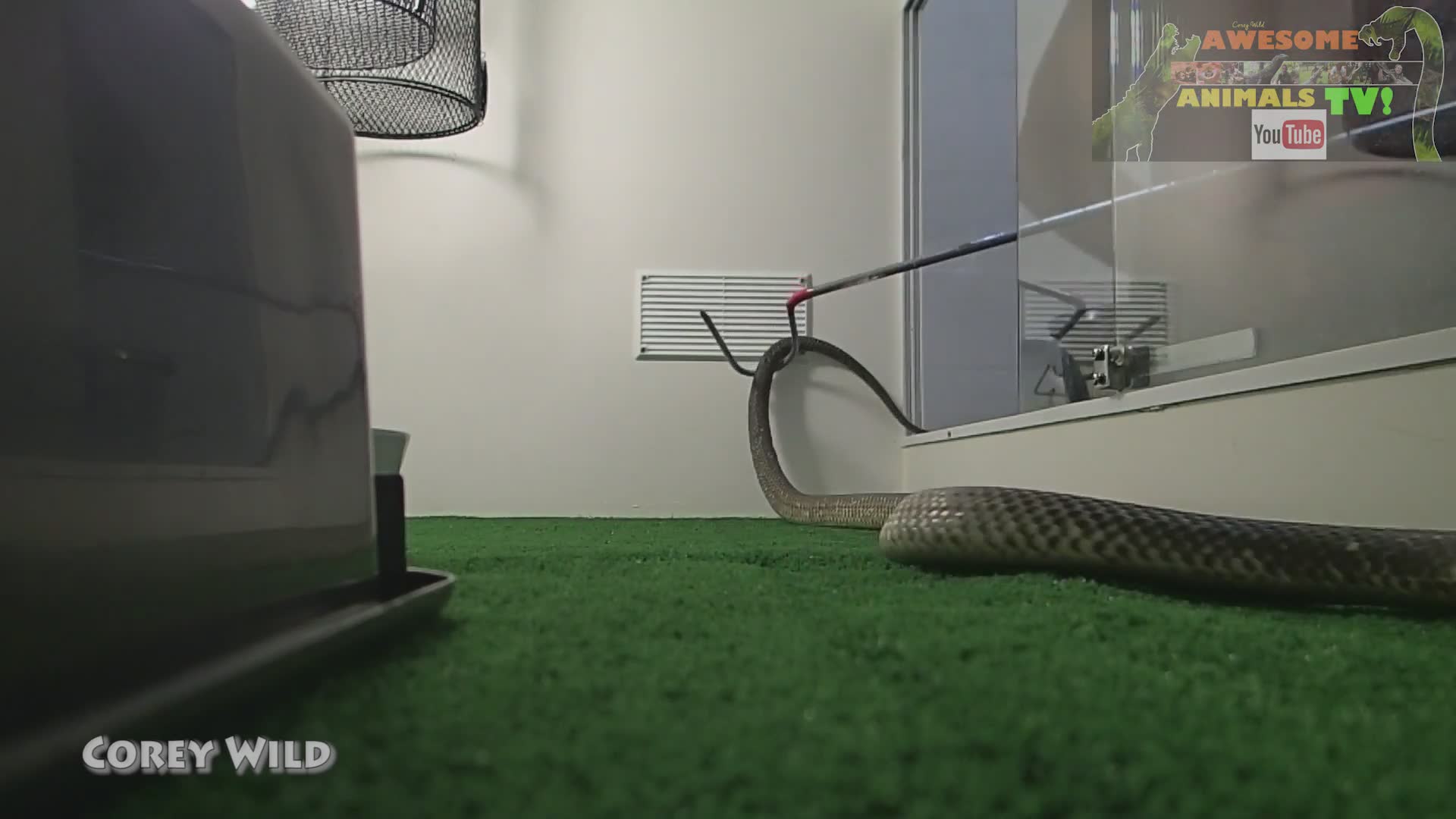 Feeding Hungry Snakes Snake Vs Rat With King Brown Snake Photo Inspiration