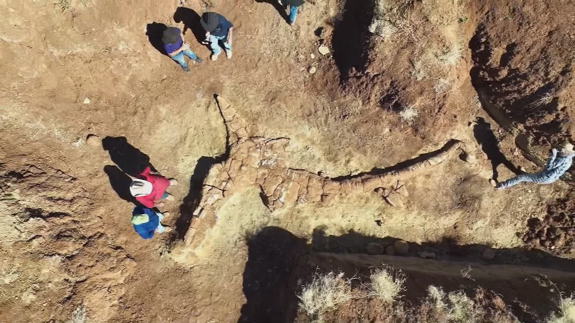 'Drop crocs': Evidence of ancient crocodiles that climbed trees found ...