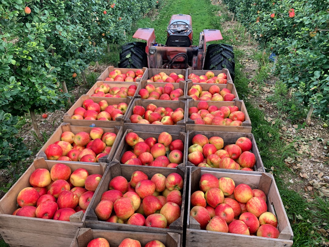 where-to-go-apple-picking-in-georgia-this-fall-top-apple-orchards