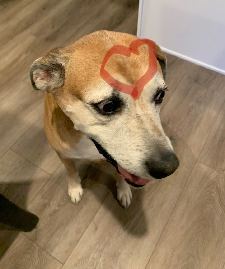 The greatest four-legged photos to kick off National Dog Day 2025