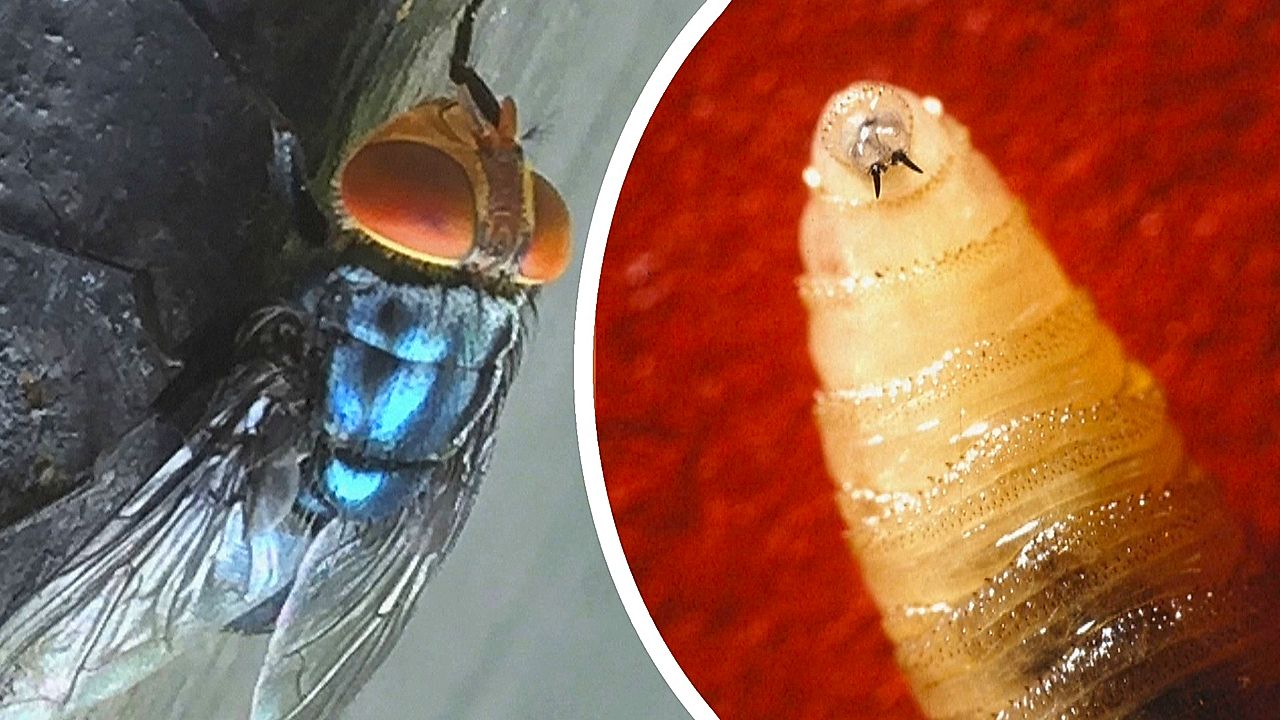 First human case of flesheating screwworm parasite detected in US