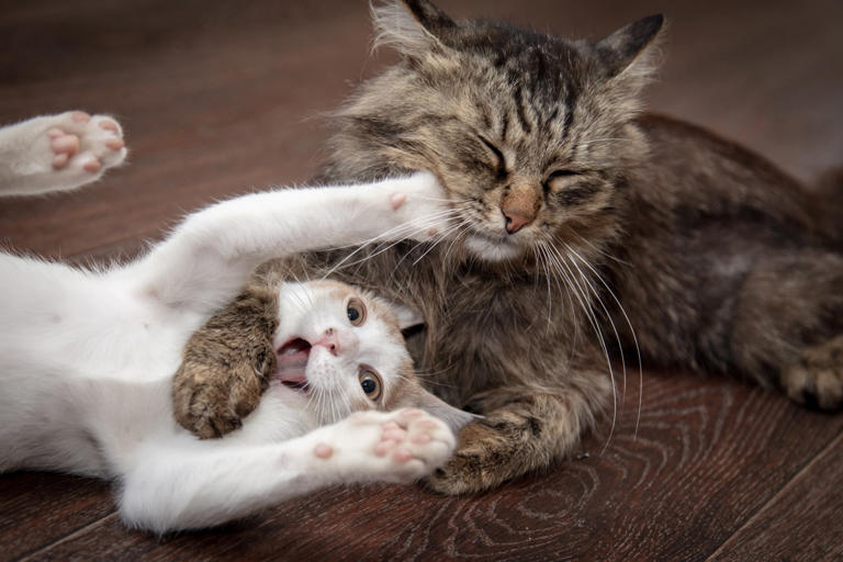 Cat Gives Birth to One Tiny Kitten and Is So Overcome With Love She Can