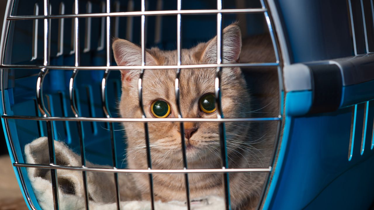 « Il était trop bruyant » : en vacances avec son chat, elle écope de ...