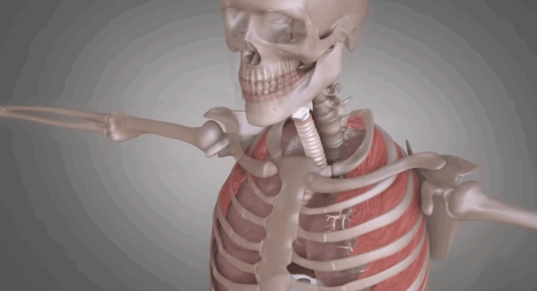 5 Things That Would Happen to Your Body Without Bones