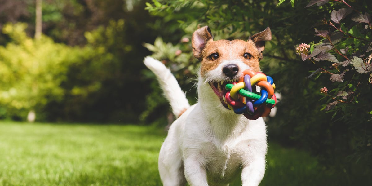 What Colors Can Dogs See? A Vet Explains