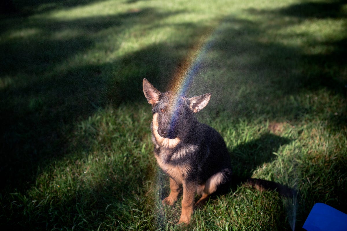 what-colors-can-dogs-see.jpg