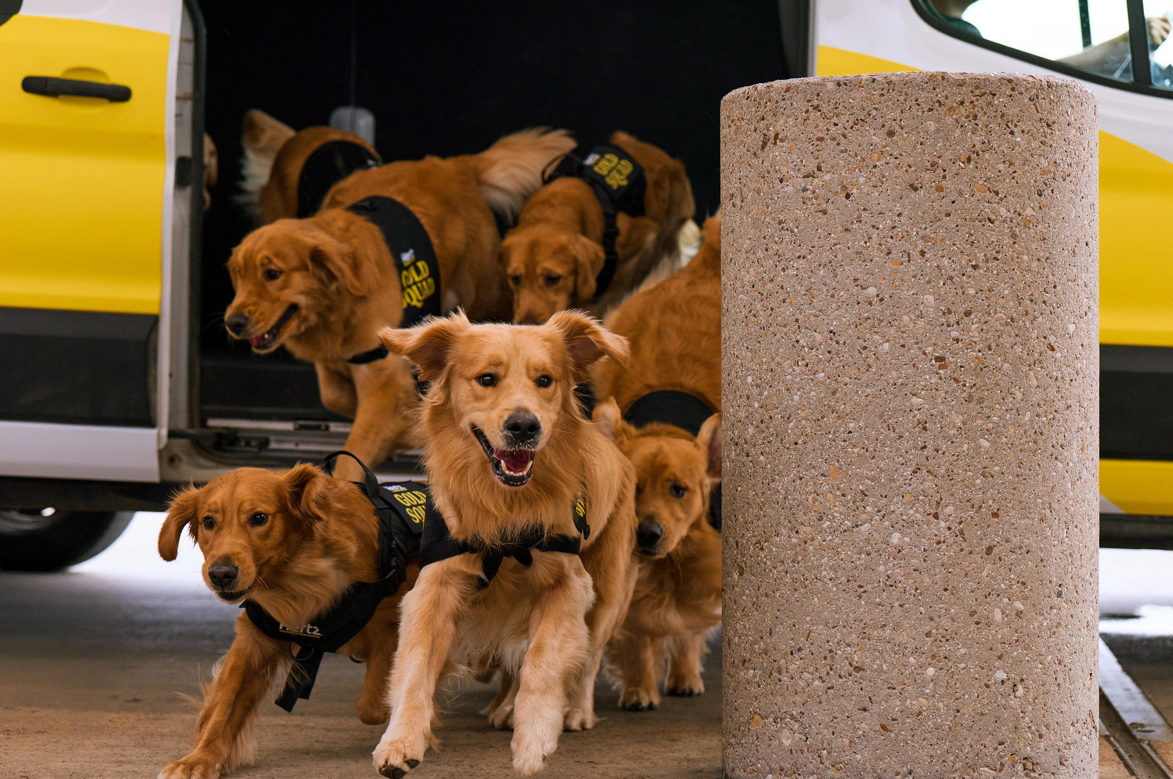 Hertz would #39 love to #39 bring its new squad of Golden Retriever travel Hertz would #39 love to #39 bring its new squad of Golden Retriever travel