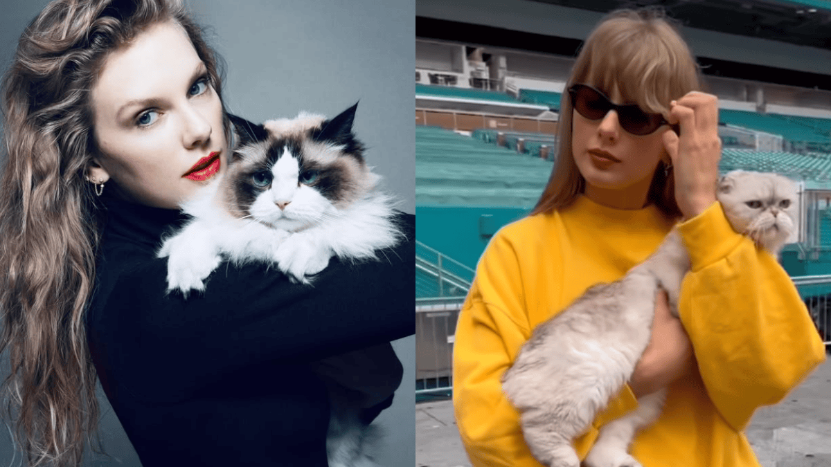 Meet Taylor Swift's cats, Travis Kelce's children after his