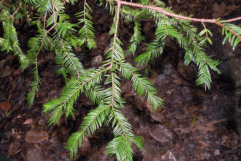 16 Rare Tree Species Collectors Seek Out