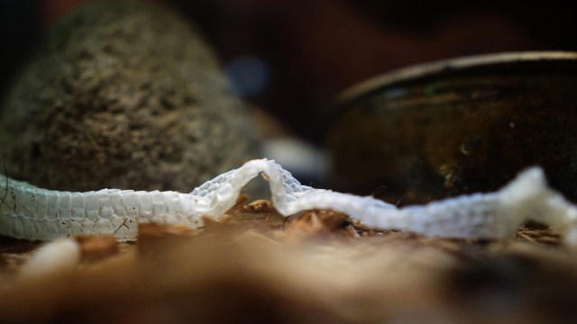 Scientists rediscover 'secretive' snake hardly seen in over a century ...