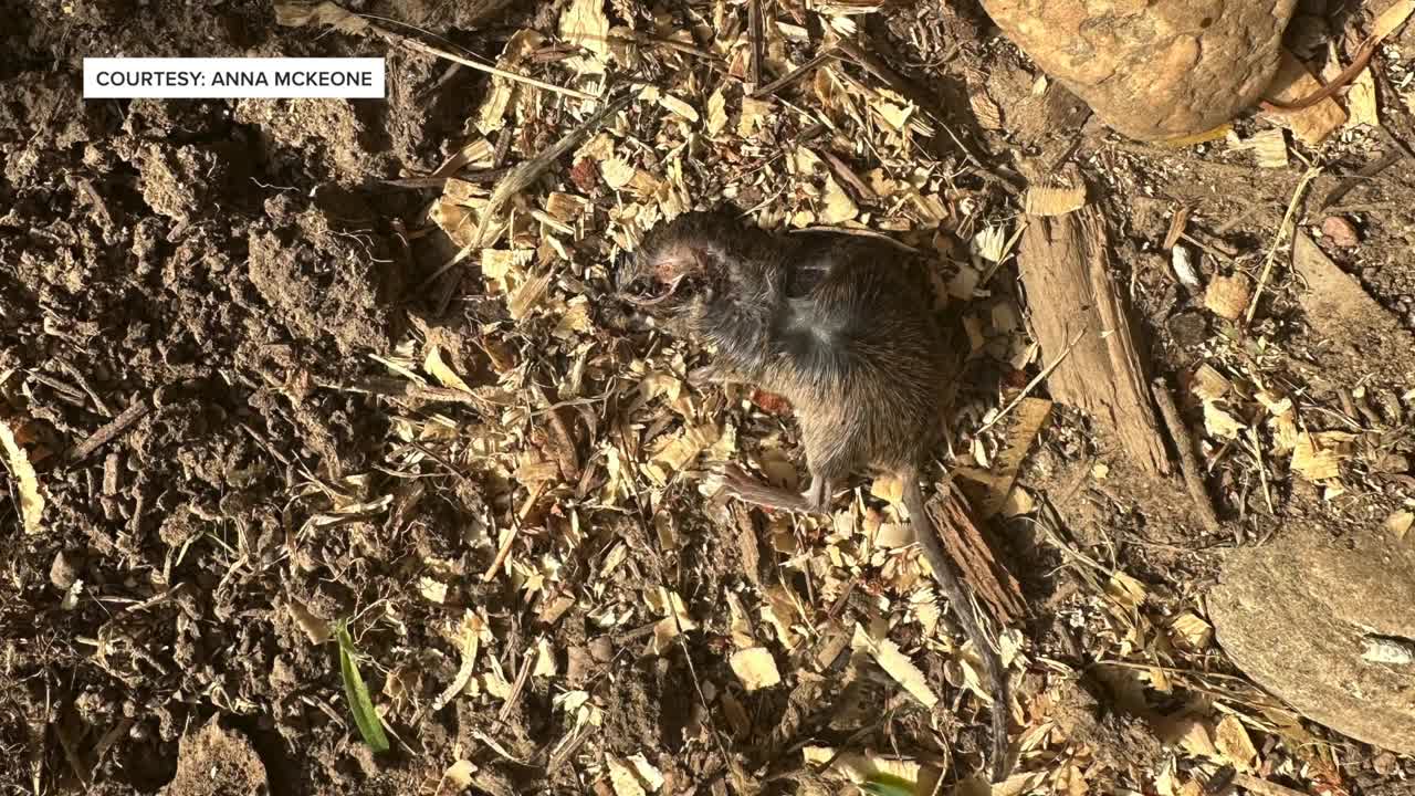 'Multiple rats': South O neighbor says rat problem in her neighborhood ...