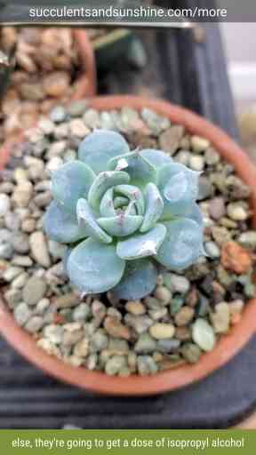 The Most Frustrating Succulent Problem That Just Won’t Go Away