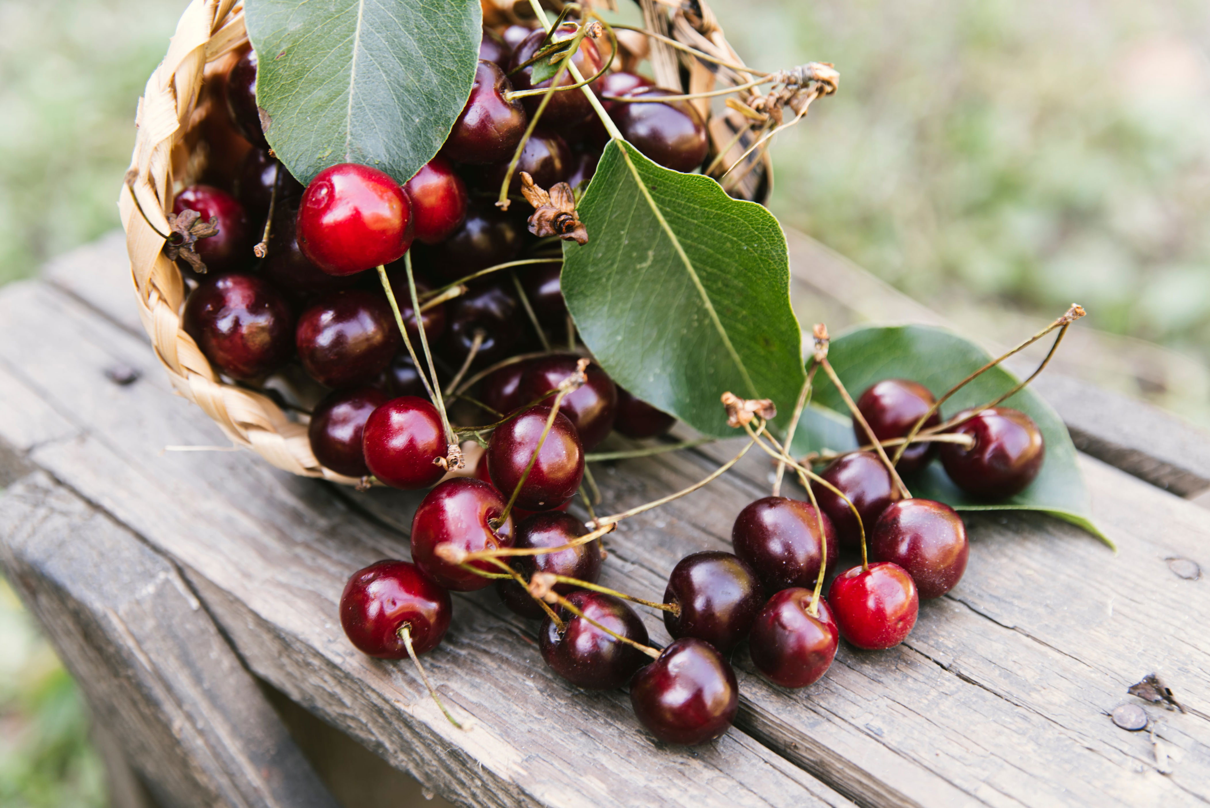 Mejora tu digestión, tu sueño y tu sistema inmune ¡con cerezas!