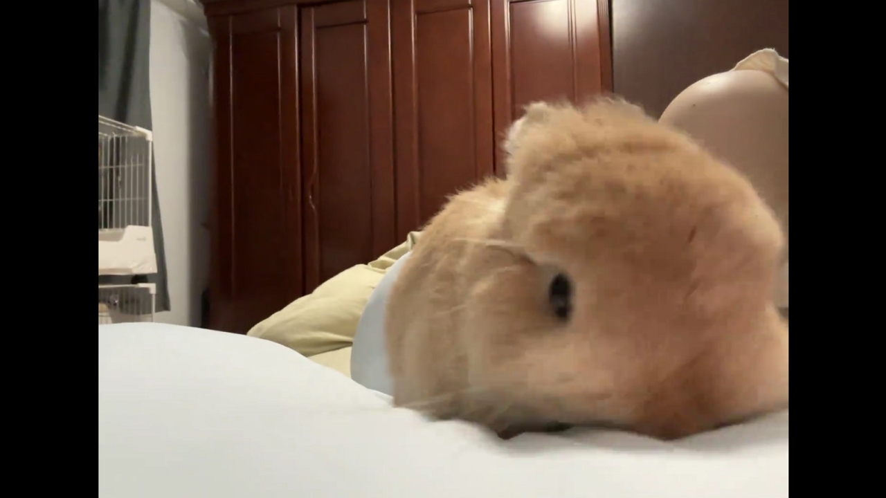 Rabbit throws tantrum on pillow in Fujian, China