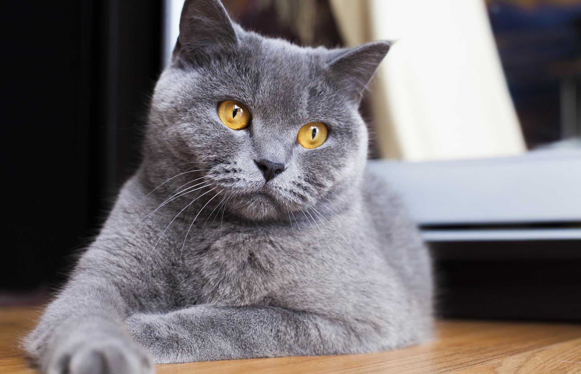 Les 10 races de chat les plus chères du monde en 2025